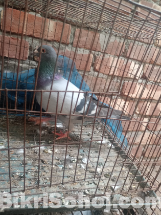 একটা রেসার মাদি বিক্রি হবে